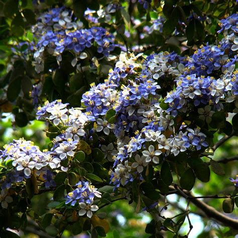 Tree Of Life Guaiacum - Herbs — Saharanpur Nursery