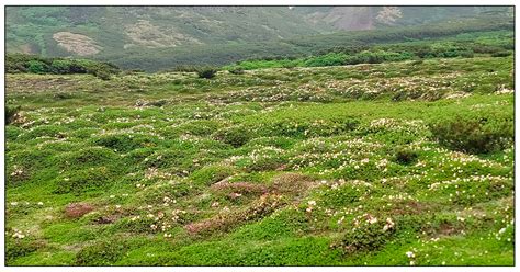 Mapping Earth Hummocks in Daisetsuzan National Park in Japan Using UAV ...