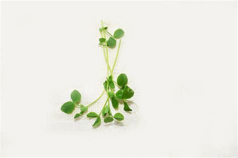 microgreens – Trikaya Online Store
