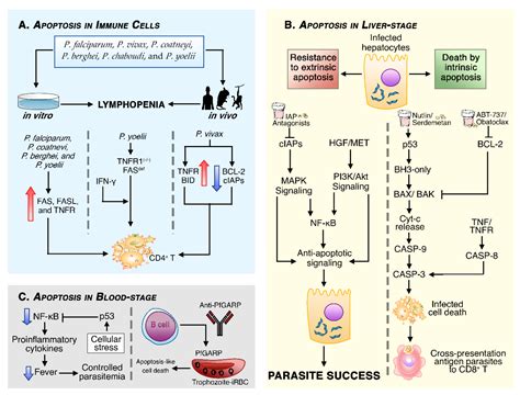Unraveling Cell Death Pathways during Malaria Infection: What Do We ...
