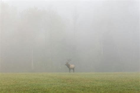 Arkansas Deer Season: 2025 Dates, Zones, Limits, and Licenses