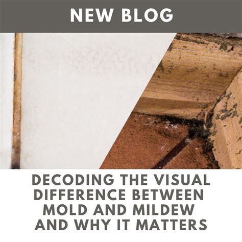 Unveil the disparities between mold and mildew with solutions. Explore ...