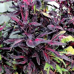 Anuraj farms Coleus FANCY FEATHERS dark red live plant : Amazon.in ...