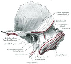 Image result for Functionality of the Styloid Process of Temporal Lobe