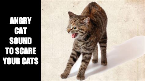 Image result for Angry Cat Sound Variations