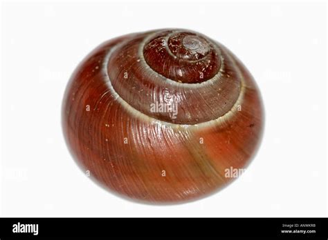 Image result for Pull Shell Off Snail