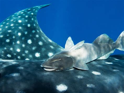 Remora And Shark Together Drawing