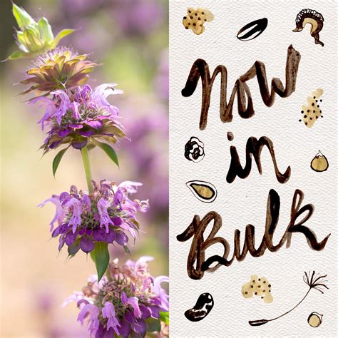 Lemon Bee Balm Seeds - The Plant Good Seed Company