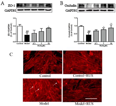 Ruscogenin Attenuates Cerebral Ischemia-Induced Blood-Brain Barrier ...
