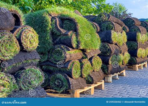 Rolled Grass Lawn is Ready for Laying Stock Photo - Image of natural ...