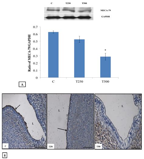 Testosterone Decreases the Number of Implanting Embryos, Expression of ...