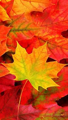 Pretty Fall Wallpaper Iphone by 28 Breath Taking And Most Beautiful Fall Wallpaper For Pretty Fall Wallpaper Iphone