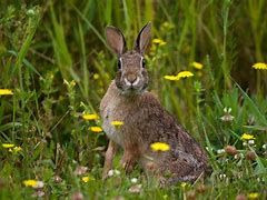 Image result for Wild Rabbit Baby Bunnies