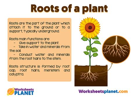 Plant Roots For Kids