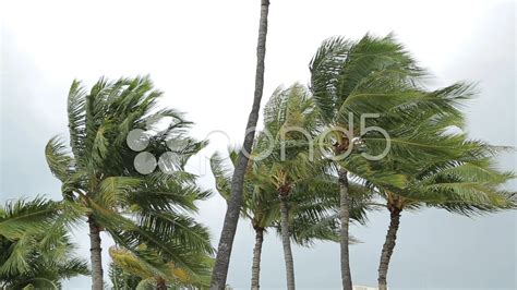 Trees Moving In The Wind