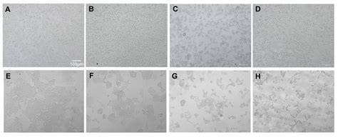 Betulinic Acid Modulates the Expression of HSPA and Activates Apoptosis ...