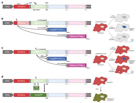 A Multifunctional and Highly Adaptable Reporter System for CRISPR/Cas ...