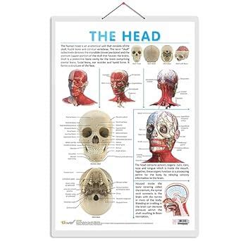 Buy THE HEAD CHART | Discovering the Human Head: Comprehensive Anatomy ...