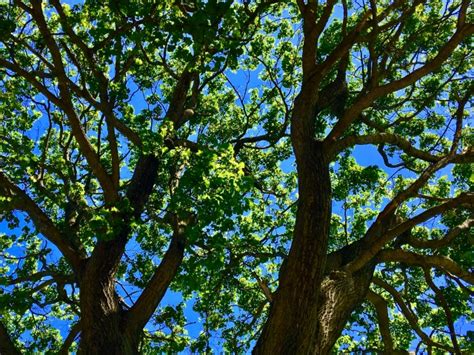 Image result for Matplotlib Tree Plot