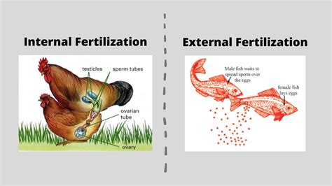 Internal Fertilization