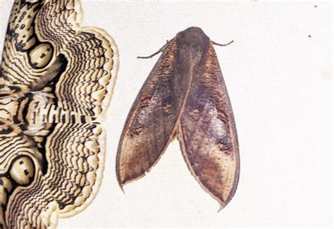 Oporophylla ustulata | Moths