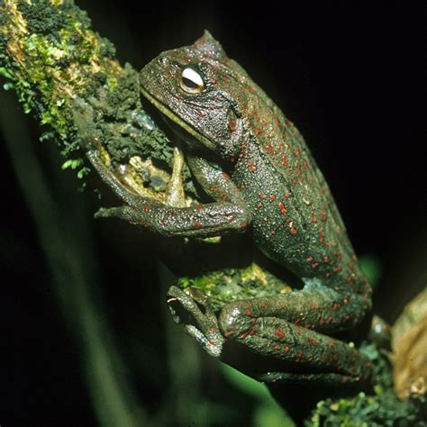 Frog Teeth : Uncovering the Mystery of These Tiny But Mighty Teeth ...