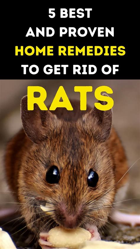 Home remedies to get rid of rats at a glance – Artofit