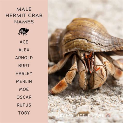 150+ Best Hermit Crab Names (Cute, Funny, and Cool Ideas) - Every Little Name