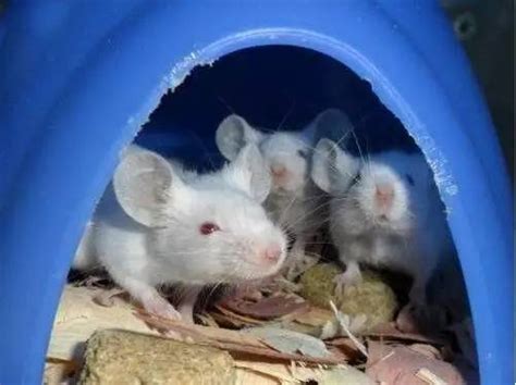 中國科學家用兩隻母鼠單性生殖幼鼠 - BBC News 中文