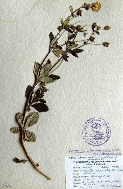 potentilla_atrosanguinea