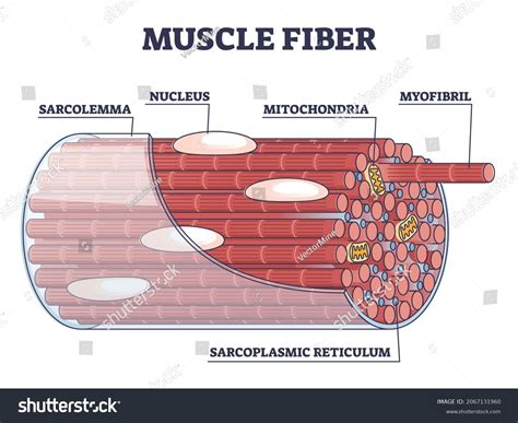 Image result for Skeletal Muscle Fiber Structure