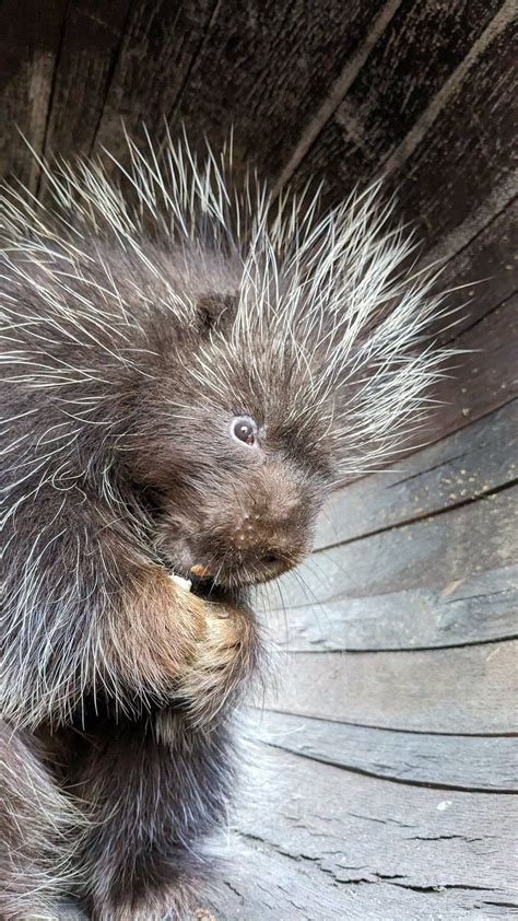KNAX-Tag (in Kooperation mit der Sparkasse Rhein-Maas), Tiergarten ...