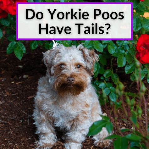 Are Yorkie Poos Healthy Dogs at Linda Redmon blog