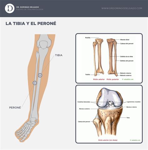 Tibia y Peroné | Anatomia del hueso, Vendaje neuromuscular, Anatomía