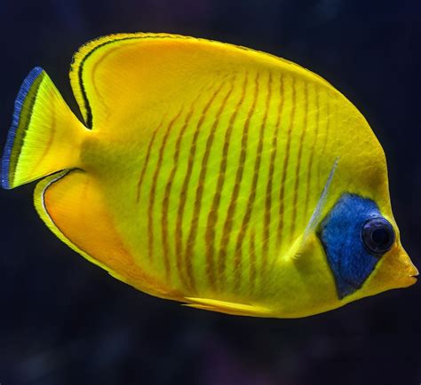 Image result for butterfly fish