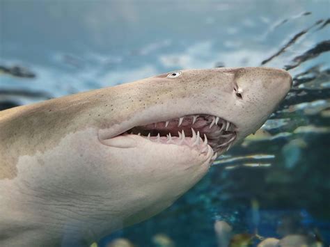 How Sharks Clean Their Own Teeth