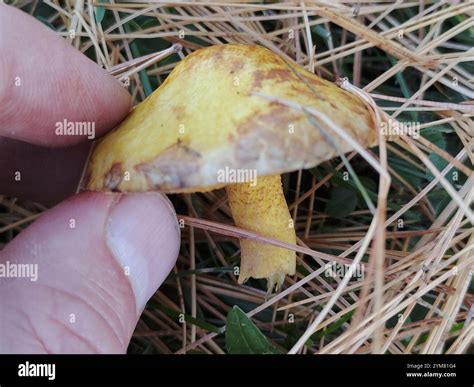 Chicken Fat Mushroom (Suillus americanus Stock Photo - Alamy