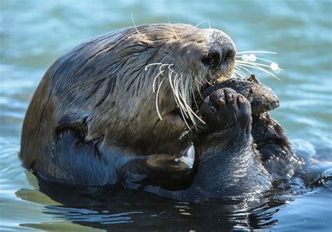 Otter Habitat