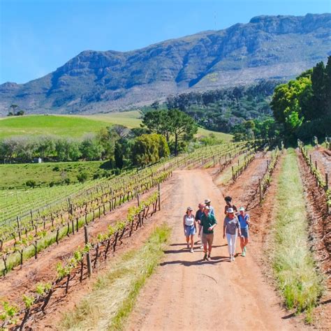 THE CONSTANTIA WINE WALK (2025) All You Need to Know BEFORE You Go ...