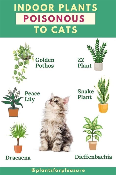 house plants harmful to cats