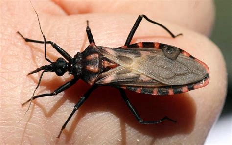 Bite Of Kissing Bug