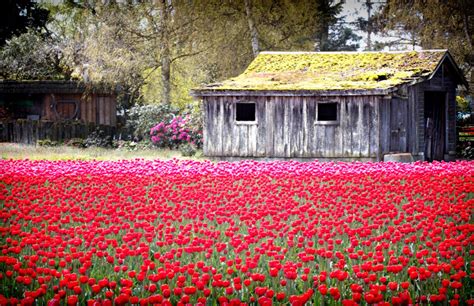 Field of Tulips Photo, Tulip Field Print, Tulip Field Canvas, Skagit ...