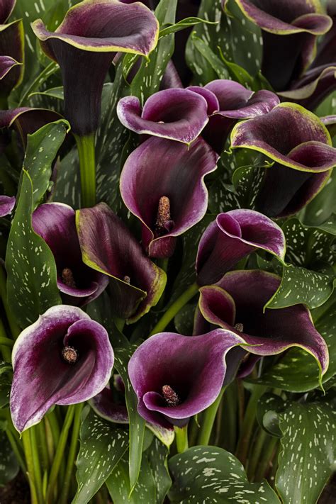 Purple Calla Lily Border