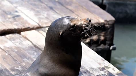 San Francisco sea lions swarm Pier 39, the most gathered in 15 years ...