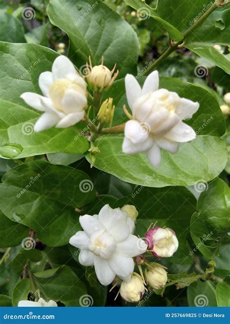 Jasmine Flowers, Flowers are White and Have a Fragrant Flower Smell Stock Image - Image of ...