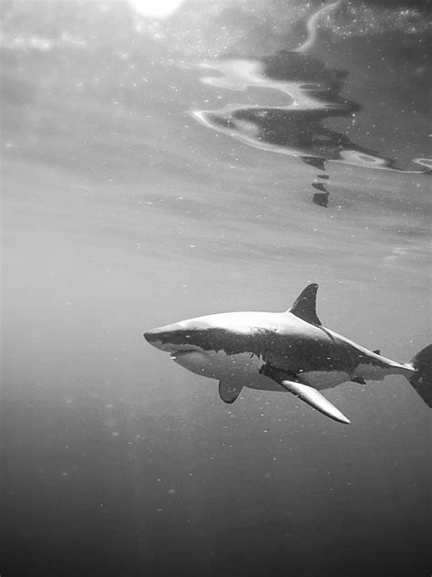 Black And White Shark Tumblr