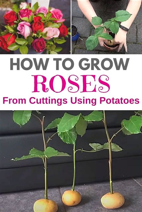 Image result for How to Propagate Roses Using Potatoes