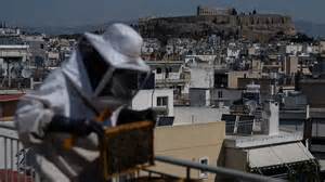 Athens embraces urban beekeeping as rooftop hives bring honey ...