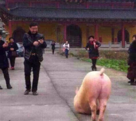 一头猪走到寺院门前跪一天 也想祈福？