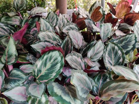 Calathea ILLUSTRIS 3" POT – pazhassigarden